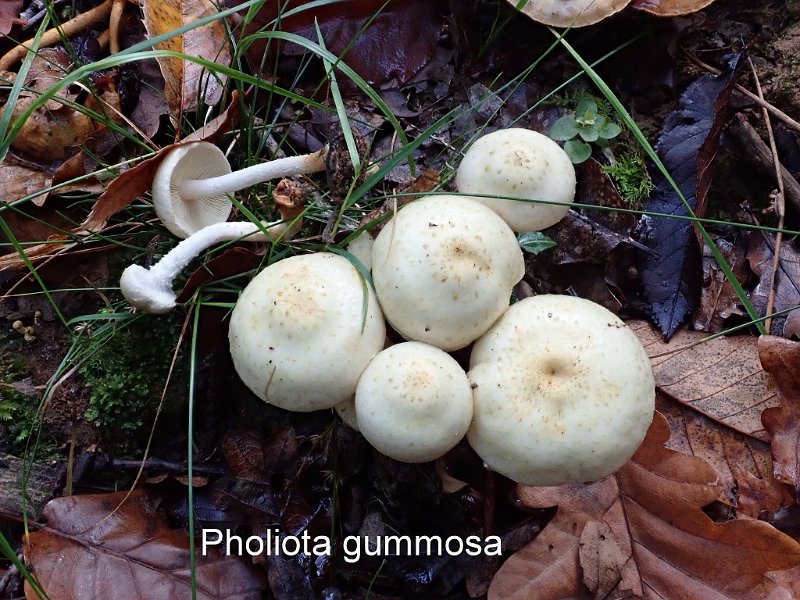 Pholiota gummosa-amf1442-1.jpg - Pholiota gummosa ; Syn1: Flammula gummosa ; Syn2: Dryophila gummosa ; Nom français: Pholiote gommeuse 
